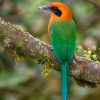 Rufous Safari Float Penas Blancas river