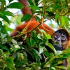 Monkey sight at Arenal Hanging Bridges