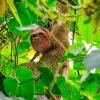 Sloth sight at Arenal Hanging Bridges