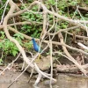 caño negro boat tour birds