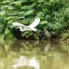 caño negro boat tour heron