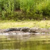 caño negro boat tour wildlife