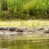 Cano Negro Rio Frio Boat Tour