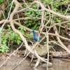 Cano Negro Rio Frio Boat Tour