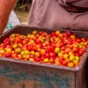 Don Juan Coffee and Chocolate Tour in La Fortuna