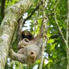 sloth with its baby