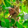 Mistico Hanging Bridges Guided Tour sloth