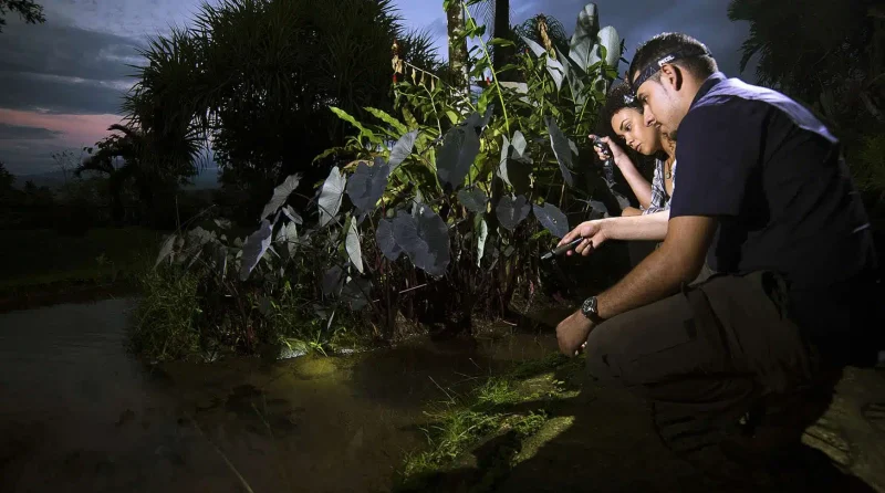 Twilight & Night Jungle Tour in La Fortuna