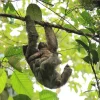 Sloth tour adventure La Fortuna