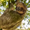 Sloth tour adventure La Fortuna