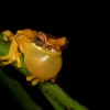 Night Tour Arenal Oasis