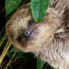 sloth night walk tour