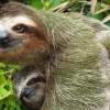 Sloth tour adventure La Fortuna